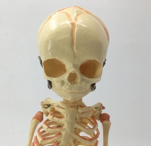 Scienza medica modello dello <span class=keywords><strong>scheletro</strong></span> fetale del bambino neonato del feto umano modello dello <span class=keywords><strong>scheletro</strong></span> del neonato per i medici - Product Image 2