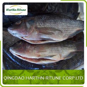 Meilleur Prix Tilapia Frais Congelé <span class=keywords><strong>Filet</strong></span> De Poissons - Product Image 6