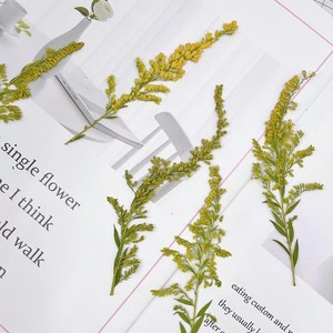 MNR2017 Flor de adelfa seca salvaje natural con hojas para manualidades de linterna DIY - Product Image 5