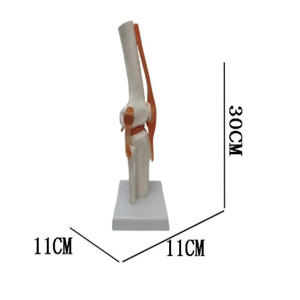 मानव प्राकृतिक आकार घुटने संयुक्त संरचनात्मक मॉडल विज्ञान शैक्षिक संरचनात्मक मॉडल घुटने संयुक्त मॉडल - Product Image 3