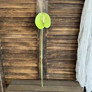 Flor de simulación de anturio artificial de una sola rama, flamenco grande, arreglo de flores falsas de tacto <span class=keywords><strong>Real</strong></span> 3D con piezas de tallo - Product Image 4