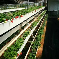 G & N Systèmes de culture hydroponique pour fraises Plantation verticale Culture Gouttières pour fraises à vendre