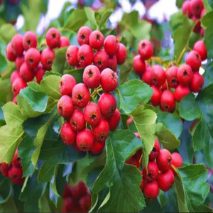 <span class=keywords><strong>GMP</strong></span> tiêu chuẩn chất lượng cao grataegi Fructus chiết xuất cấp thực phẩm Táo gai Berry bột chiết xuất dung môi đóng gói trong trống - Product Image 4