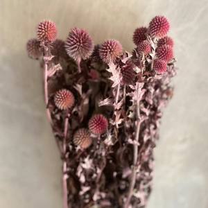 Fleur de Thistle <span class=keywords><strong>Bleu</strong></span> Naturel Minimaliste, Globe Décoratif Rustique pour Mariage à Domicile, Échinops <span class=keywords><strong>Séché</strong></span> et Préservé, Eryngium <span class=keywords><strong>Bleu</strong></span> - Product Image 5