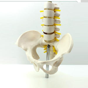 Model anatomi Lumbar dan panggul PVC terlaris model tulang manusia Life-Size untuk Latihan Sains & perawat medis - Product Image 3