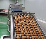 Ligne de production de liquide d'œuf, l'œuf entier est pasteurisé