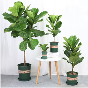 Grandi Alberi Bonsai di Ficus Lyrata in Plastica per Interni, Fioritura Perenne, Purificazione dell'Aria, Decorazione Natalizia e del Ringraziamento - Product Image 2
