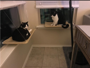 सरल डिजाइन पालतू बिस्तर बिल्ली खिड़की पर्च टिकाऊ कप बिल्ली झूला - Product Image 2