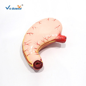 Modèle pédagogique de biologie pour les écoles primaires et secondaires (2 composants) : Modèle anatomique de l'estomac grandeur nature ; Modèle anatomique humain - Product Image 4