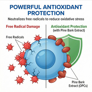 Extrait <span class=keywords><strong>de</strong></span> Corteil <span class=keywords><strong>de</strong></span> <span class=keywords><strong>Pin</strong></span> Naturel <span class=keywords><strong>de</strong></span> Haute Pureté <span class=keywords><strong>en</strong></span> Poudre, Procyanidines Oligomères 65-75%, Qualité Alimentaire Hydrosoluble, 1kg - Product Image 2