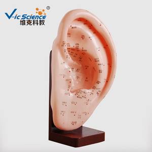 Modelo de 22 cm de Puntos de Acupuntura del Oído para el Aprendizaje de la Medicina Tradicional China del Cuerpo Humano - Product Image 3