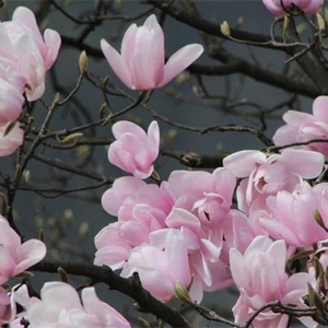 100% 純粋なマグノリアOfficinalis樹皮エッセンシャルオイル化粧品グレード天然植物エキス種子からディフューザー用 - Product Image 4