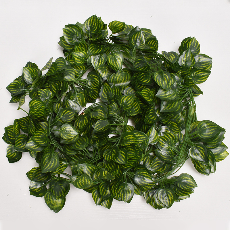 Feuilles de pastèque