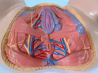 Modelo Anatómico de Perineo Femenino Ginecológico, Maniquí de Enseñanza de Ciencias Médicas, Equipo Educativo de PVC para el Aprendizaje, CE/ISO