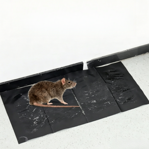 Pièges à colle jetables pour <span class=keywords><strong>souris</strong></span>, adhésif puissant pour la maison, plaques super collantes pour gros <span class=keywords><strong>souris</strong></span> et rats d'intérieur – Approvisionnement direct usine - Product Image 4