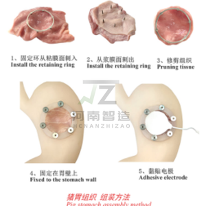 Maniquí de Entrenamiento para Cirugía de Gastroscopia ESD, Modelo de Estómago de Tamaño Real, Material de PVC Avanzado, Fantoma de Ultrasonido de Alta Calidad para - Product Image 3