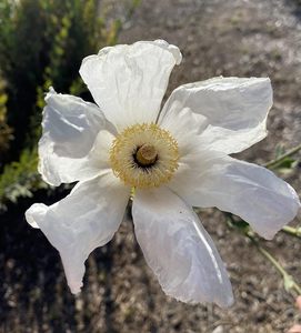 DesertUSAモダンデザインDesert Garden Semencesスターターキット10ポット砂漠サボテンと野生の花デジタル素材 - Product Image 4