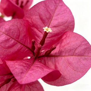 Árboles de Buganvilla Artificiales de Alta Calidad con Tacto Realista, Plantas Duraderas para Interiores y Escritorio - Product Image 6