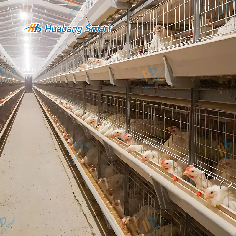 Full Automatic Livestock Machinery H Type