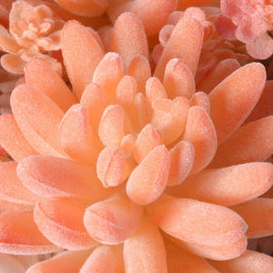 Plantas suculentas artificiales realistas, adornos de plástico para oficina, bonsái artificial de larga duración, plantas en maceta con maceta, decoración verde - Product Image 3