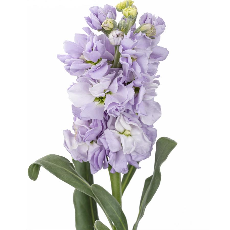 Matthiola Stock Decoration Event Planning Fresh Cut Flower Base Direct