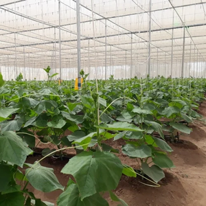 Serre ventilée écologique avec flux d'air naturel optimisé, couverture durable résistante aux UV pour légumes - Product Image 6