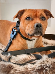 Ensemble harnais et collier de laisse tactique OEM pour chien Système d'entraînement à la marche à dégagement rapide style tendance TPU étanche - Product Image 6