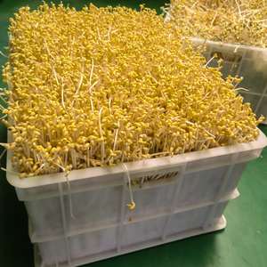 Hiệu suất cao giá đỗ tự động rửa máy móc Mung đậu nảy mầm Máy làm sạch Mung đậu nảy mầm máy giặt - Product Image 6