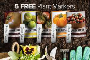 Paquete <span class=keywords><strong>de</strong></span> 5 Variedades <span class=keywords><strong>de</strong></span> Tomate <span class=keywords><strong>Raras</strong></span> <span class=keywords><strong>de</strong></span> Herencia <span class=keywords><strong>de</strong></span> Gardeners Basics, Incluye Cherokee Purple, Black Krim, Pineapple, Macetas y Jardineras - Product Image 2