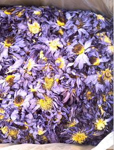 Fiori <span class=keywords><strong>di</strong></span> <span class=keywords><strong>Loto</strong></span> Blu Essiccati e Puliti, Ninfea Blu Egiziana Intera per Tè Quotidiano - Product Image 2