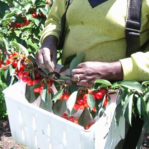 ถังเก็บต้นเชอร์รี่กล่องพลาสติกสำหรับเก็บผักผลไม้เชอร์รี่สำหรับการเกษตร - Product Image 5