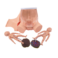 Modèle de bassin féminin en PVC F52 pour l'accouchement, modèle anatomique de vagin de haute qualité pour la formation médicale dans les écoles et les hôpitaux