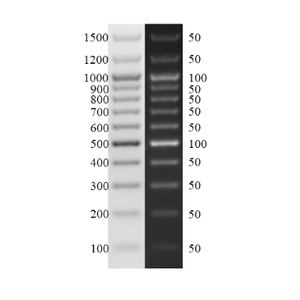 100 <span class=keywords><strong>Bp</strong></span> Plus DNA Ladder, marqueur de poids moléculaire ADN prêt à l'emploi pour l'électrophorèse sur gel d'agarose - Product Image 2