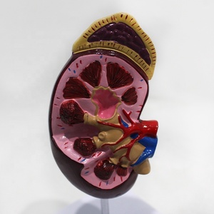 Modello Anatomico del Renino, Struttura del Renino, Modelli Anatomici per Scienza Medica - Product Image 1