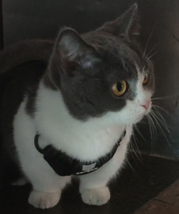 Harness Kucing Anti Lepas dengan Bantalan Empuk dari Nilon Poliester yang Dapat Disesuaikan, Set Tali Kekang Khusus untuk Kucing - Product Image 4