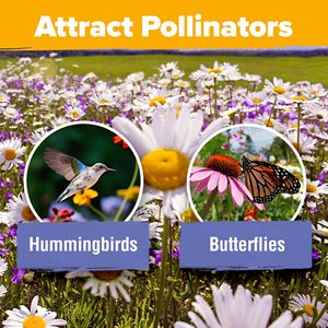 25 varietà attraente perenne Wildflower pack per il giardino all'aperto farfalla e uccello che attira <span class=keywords><strong>fiori</strong></span> in <span class=keywords><strong>vaso</strong></span> - Product Image 3