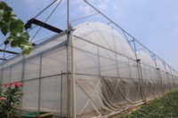 ZHUOTAI Bâche en film plastique multi-chapelles sur mesure, anti-goutte et anti-buée, pour serres de culture commerciale de fruits en Chine