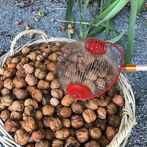 Ramasseur de noix en acier durable avec poignée ergonomique pour les acorns, les noix de pécan et les balles de golf - Product Image 1