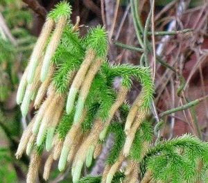 Extrato Lycopodium Clavatum Lycopodium Spore Polinização do pó - Product Image 3