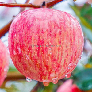 Bán nóng táo fuji đỏ lớn nếm tươi & ngọt trực tiếp từ cây táo - Product Image 2