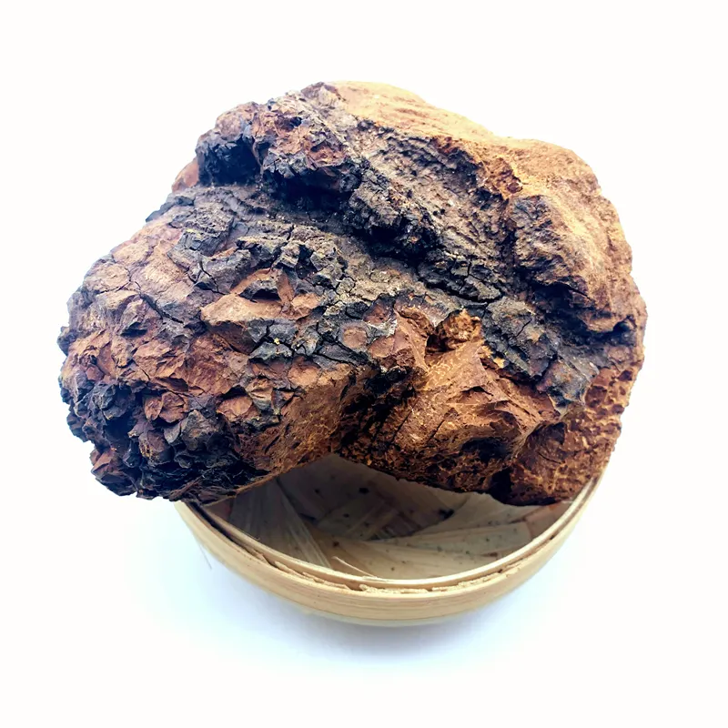 Wilde Gedroogde Chaga Paddestoel Chunk