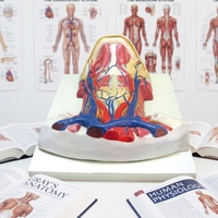 Modèle d'anatomie médicale en plastique du col de l'utérus avec muscles