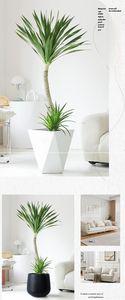 Recommandation Hiver : Plante en Pot Dragon Blood Tree (Schefflera) pour Balcon, Absorption du Formaldéhyde, Grande Taille, Idéale Bureau et Salon - Product Image 4