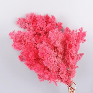 Helechos <span class=keywords><strong>Ming</strong></span> rojos conservados, espárragos naturales conservados, flores secas de Myriocladus para decoración del hogar, arreglos florales festivos, hojas - Product Image 1