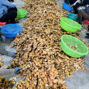 <b>Fresh</b> Vietnamese <b>Ginger</b> Packed With Nutrients Suitable For Tea And Remedies - Product Image 5
