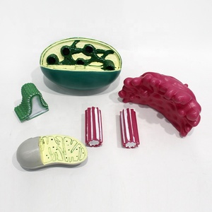 Modelo de estructura de orgánulos celulares, modelo de enseñanza de anatomía celular animal y vegetal, fuente de enseñanza para la educación en ciencias médicas - Product Image 1