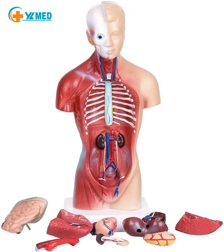 Human Body Model Removable Anatomy Model Teaching Medical Education 15 Parts Human Torso Organs Model