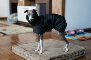 Nuevo <span class=keywords><strong>Abrigo</strong></span> de Invierno para Perros, de Algodón, con Cinturón y Capa, para Whippets, Galgos Italianos y Bellingtons, Cálido y Grueso - Product Image 5