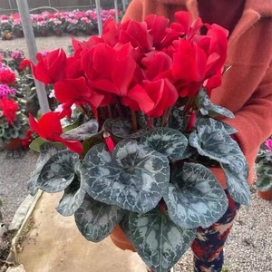 <span class=keywords><strong>Cyclamen</strong></span> en pot : jeunes plants à fleurs abondantes toute l'année, faciles à cultiver, grandes fleurs pour balcons et espaces intérieurs, décoration florale du Nouvel An, effet papillon - Product Image 2