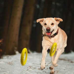 Raffy nhỏ thân thiện với môi màu vàng EVA nổi con chó vòng đồ chơi bền vững tương tác vật nuôi cung cấp bơi nhảy răng làm sạch - Product Image 3